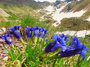 34 Gentiana acaulis (Genziana di Koch)